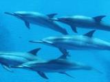 swimming with dolphins on oahu swimming with dolphins on oahu